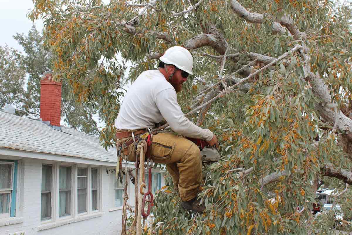 Local-Land-and-Tree-in-Sanford,-FL13 Tree Removal in Sanford, FL | Local Land and Tree in Sanford, FL