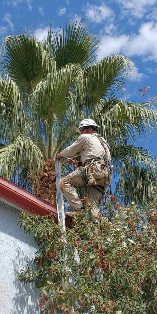 Local-Land-and-Tree-in-Sanford,-FL15 Certified Arborist Inspection and Reporting | Local Land and Tree in Sanford, FL