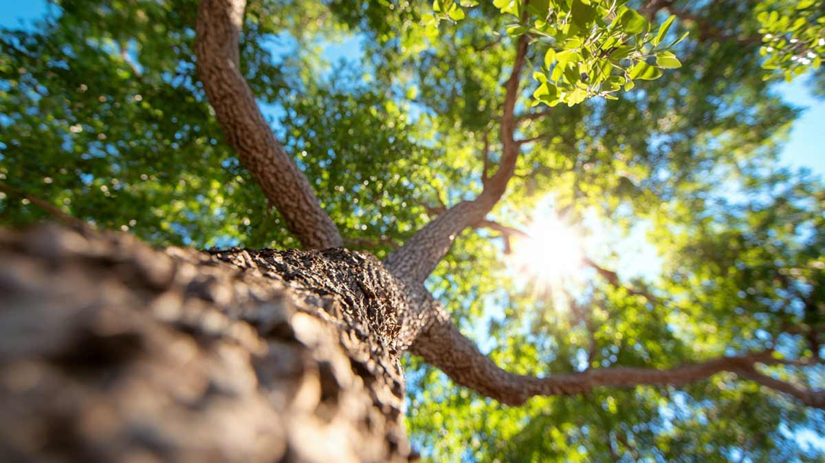 Local Land and Tree in Sanford, FL