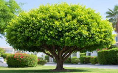 Sanford Tree Care – Michael Feltner