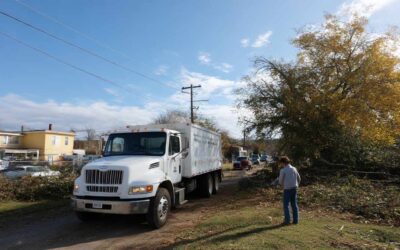 Sanford Tree Removal & Cleanup