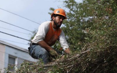 Sanford Tree Services You Can Rely On