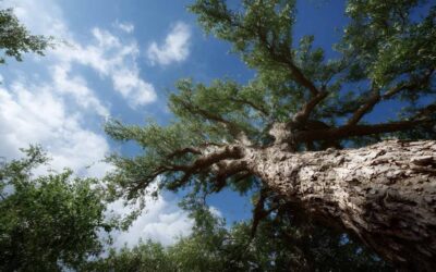 Tree Safety Inspections Sanford, FL